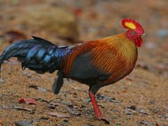 Sri Lanka Junglefowl