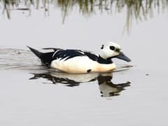 Steller’s Eider