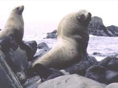 Steller's sea lion