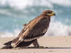 Steppe Eagle