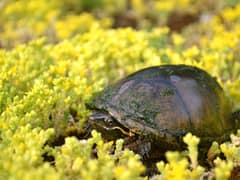 Tortuga almizclera