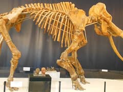 Straight-tusked elephant
