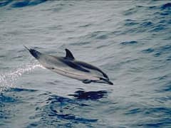 Striped dolphin