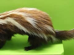 Striped polecat