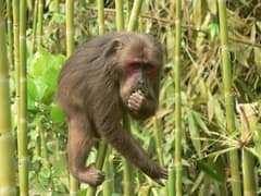 Stump-tailed macaque
