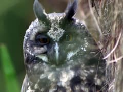 Stygian Owl