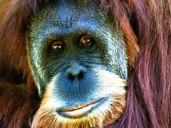 Sumatran orangutan