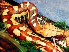Sumatran short-tailed python