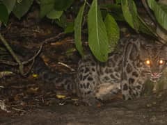 Sunda clouded leopard