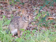 Swamp rabbit