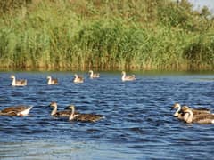 Swan Goose