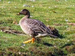 Taiga bean goose