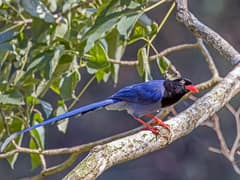 Taiwan Blue Magpie