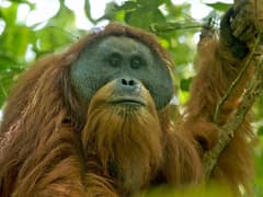 Tapanuli orangutan