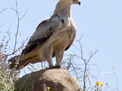 Tawny Eagle