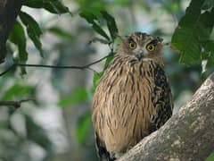 Tawny Fish Owl