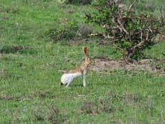 Tehuantepec jackrabbit