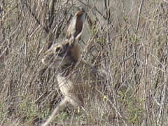 Tolai hare