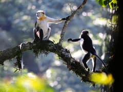Tonkin snub-nosed monkey