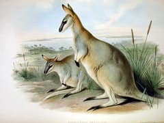 Toolache wallaby