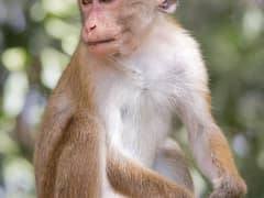 Toque macaque