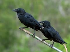 Torresian Crow