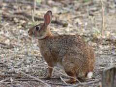 Tres Marias rabbit