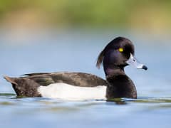Tufted Duck
