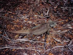 Turks and Caicos rock iguana