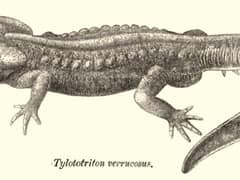 Geknöpfter Birma-Krokodilmolch