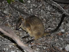 Unadorned rock-wallaby
