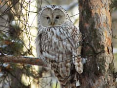 Ural Owl