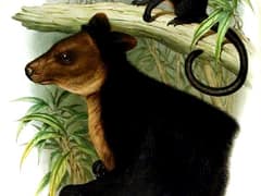 Ursine tree-kangaroo