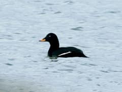 Velvet Scoter