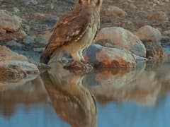 Verreaux's Eagle-Owl