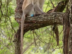 Vervet monkey