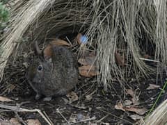 Volcano rabbit