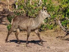 Waterbuck
