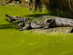 West African crocodile