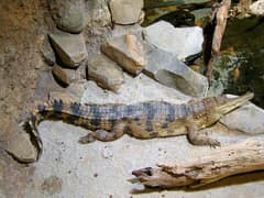 West African slender-snouted crocodile