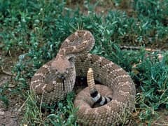 Western diamondback rattlesnake