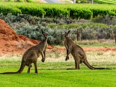Western grey kangaroo
