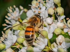 Western honey bee