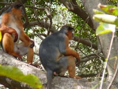 Western red colobus