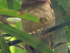 White-fronted Scops Owl