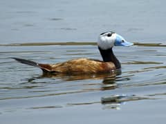 White-headed Duck