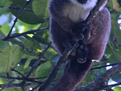 White-headed lemur