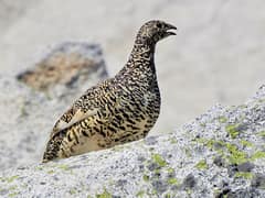 White-tailed Ptarmigan
