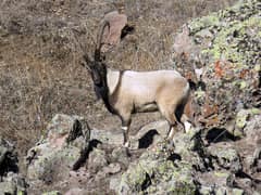 Wild Goat