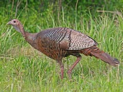 Wild Turkey